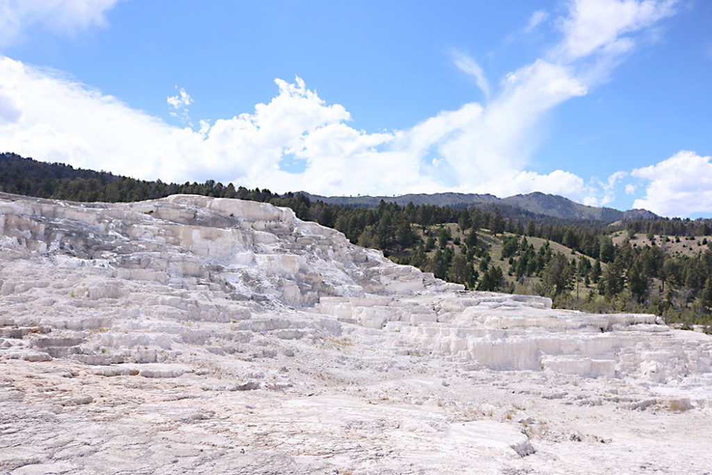 yellowstone-mammoth