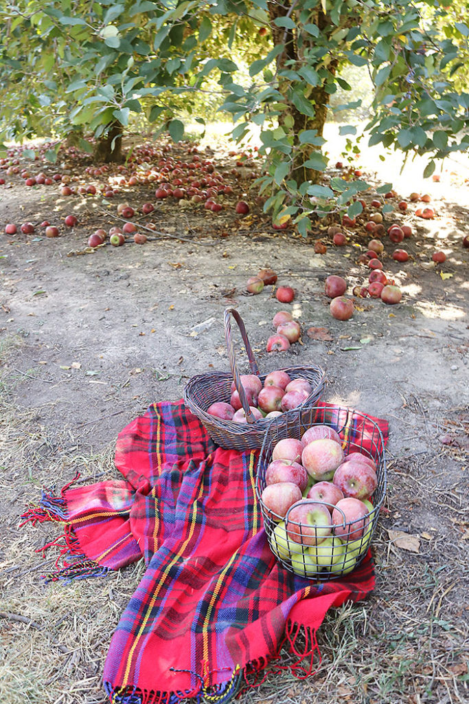 fall-to-do-list-apple-basket, apple picking, apple picking baskets, apple orchards, fall activities, plaid scarf, fall decorations