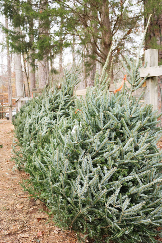 cutting-christmas-trees-lined-up