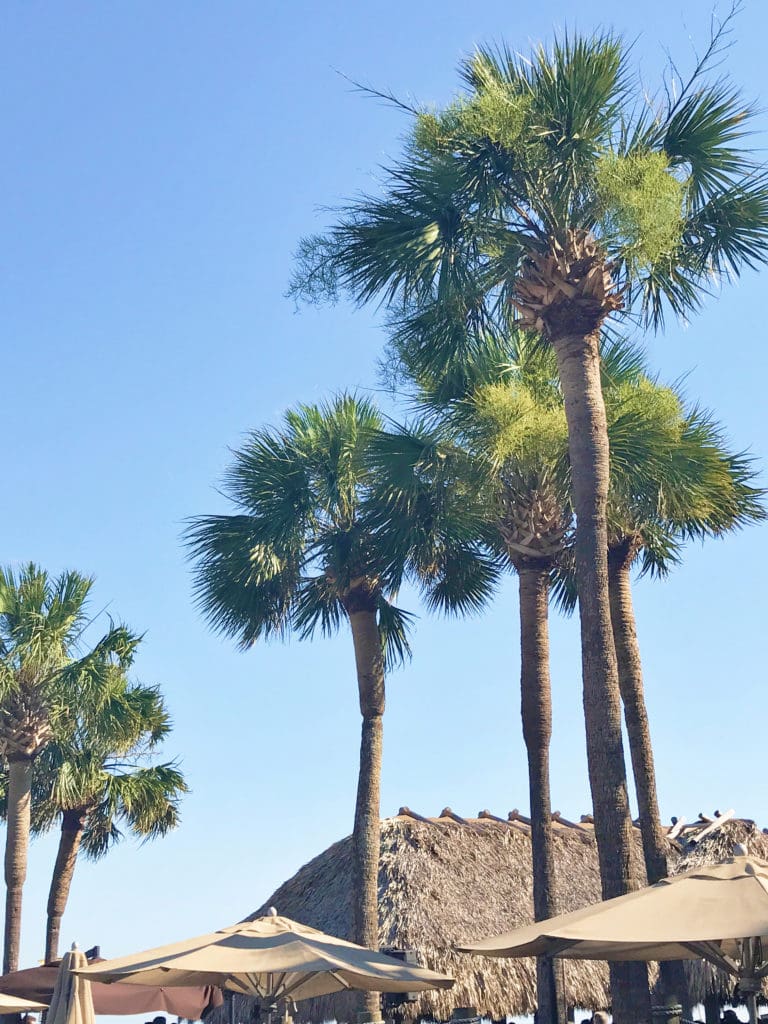 hilton head palm trees Darling Darleen A Lifestyle Design Blog