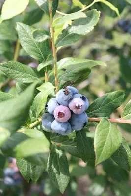 Blueberry Picking