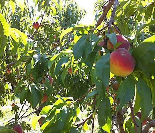 Fruit Picking