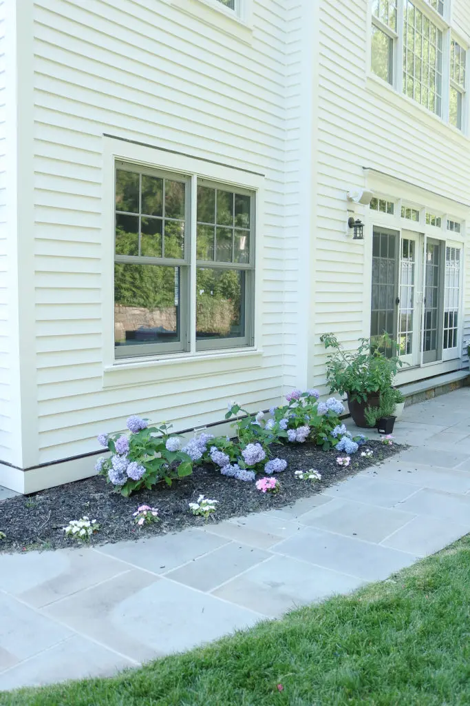 Hydrangea plants for landscaping yard against white house 