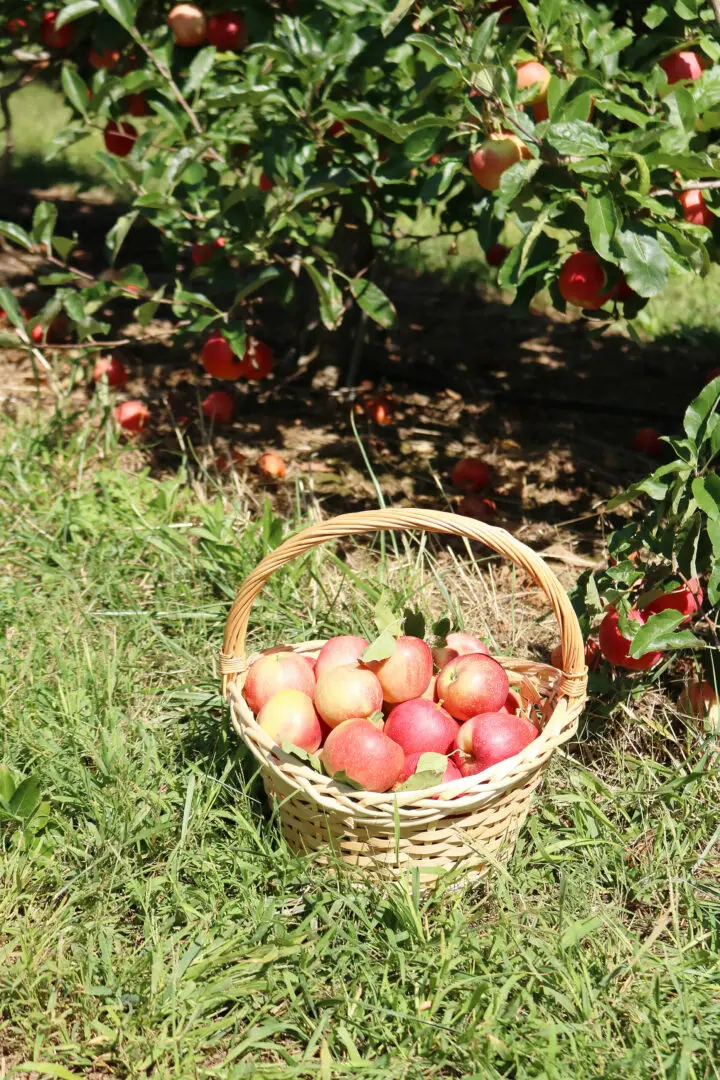 Apple Picking Season--What to wear and what apples to pick whether you are baking, cooking, canning or just eating. || DarlingDarleen.com Top CT Lifestyle Blogger