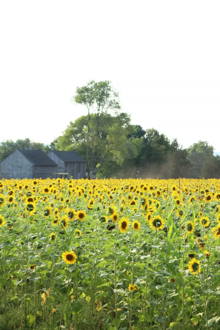 Connecticut Sunflower Fields and Fall favorite farms, sunflower field outfits, sunflower field photoshoot || Darling Darleen Top CT Lifestyle Blogger