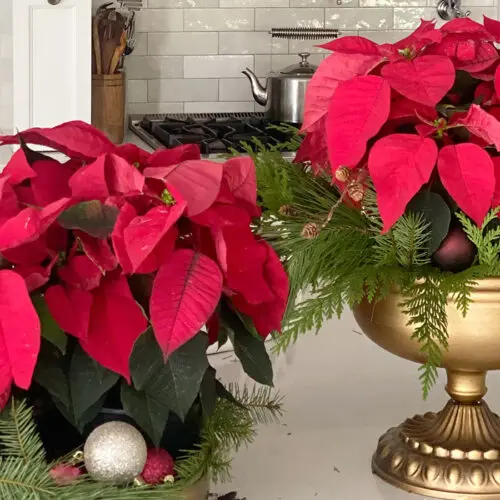 Two vibrant red poinsettia arrangements in golden bowls, decorated with pine branches and silver ornaments, placed on a kitchen counter.