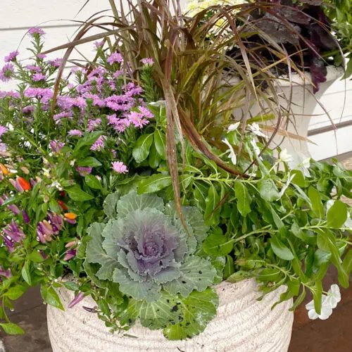 A vibrant planter filled with a variety of plants including purple flowers, ornamental cabbage, and green foliage, placed on a patio.