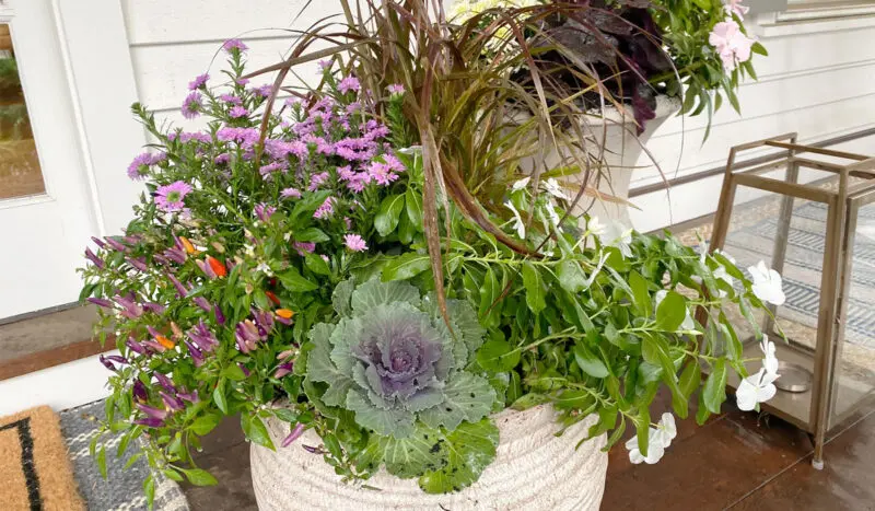 A vibrant planter filled with a variety of plants including purple flowers, ornamental cabbage, and green foliage, placed on a patio.