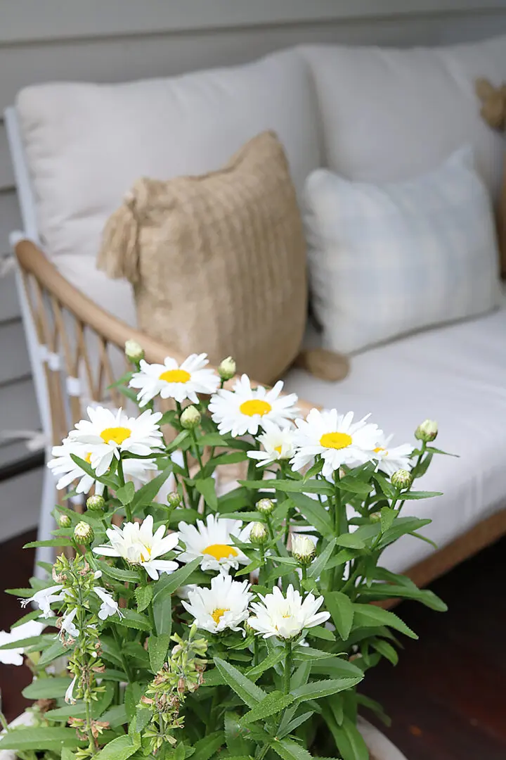 White daisies in the foreground with a beige cushioned sofa and pillows in the background on a wooden deck.