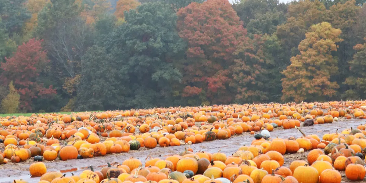 Fall Activities Near Fairfield County