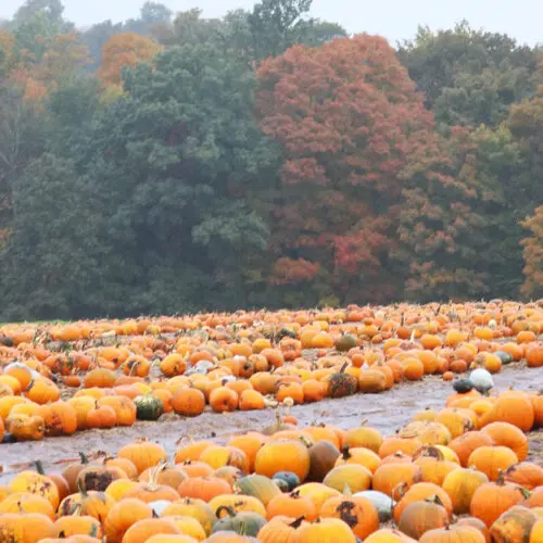 A vast pumpkin patch with numerous pumpkins scattered across the ground, set against a backdrop of autumn-colored trees.