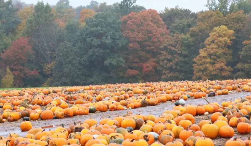 A vast pumpkin patch with numerous pumpkins scattered across the ground, set against a backdrop of autumn-colored trees.