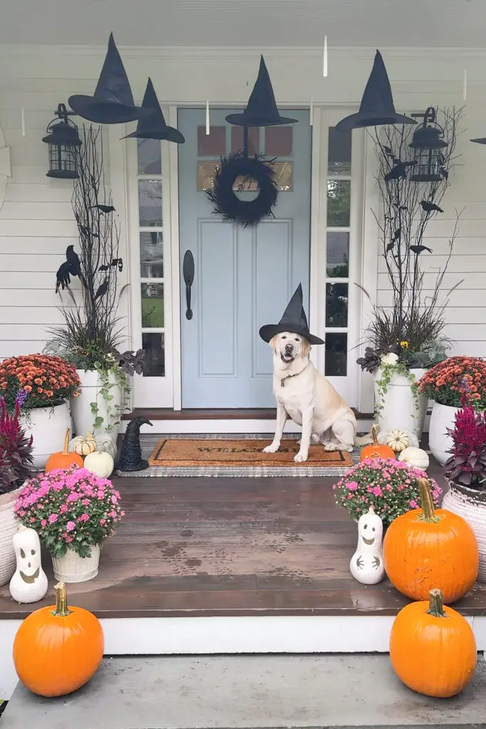 Transform Your Home into a Witch’s Haven! Dog wearing a witch hat on a porch with Halloween decorations, including pumpkins, plants, and hanging witch hats. || Darling Darleen Top CT lifestyle blogger