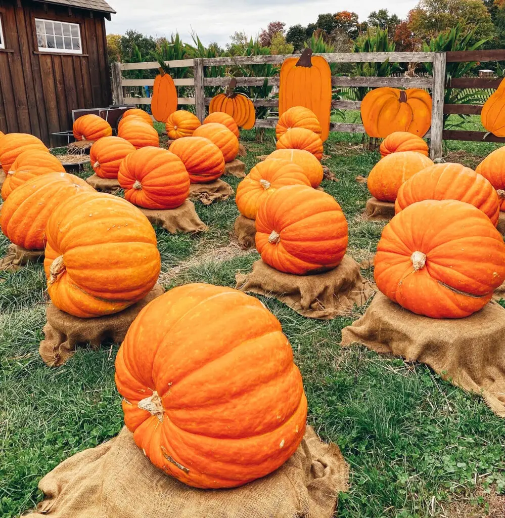 Your Guide to the Best Fall Activities Near Fairfield County, Connecticut in the month of October from pumpkin patches to haunted houses!  Large orange pumpkins on burlap sacks in a grassy area with a wooden fence and a barn in the background. Cutout pumpkin decorations on the fence.