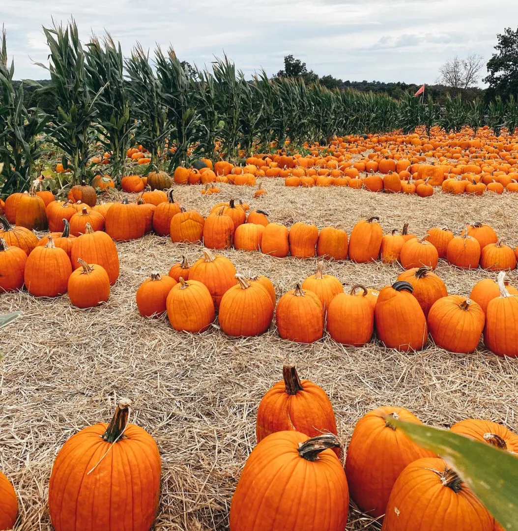 A pumpkin patch with rows of pumpkins on straw-covered ground, bordered by tall green corn plants.