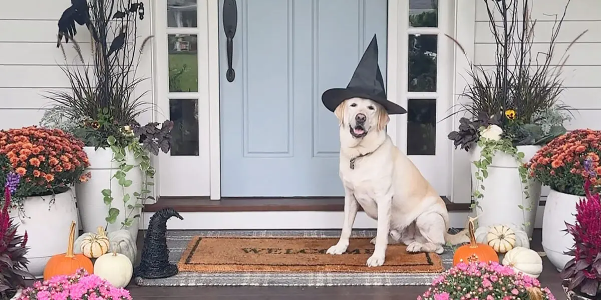 Transform Your Home into a Witch’s Haven!