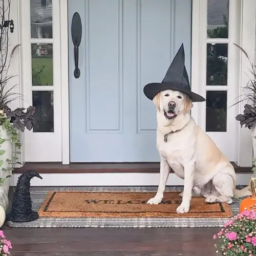 A Labrador wearing a witch hat sits on a porch decorated with autumn flowers, pumpkins, and Halloween decorations.