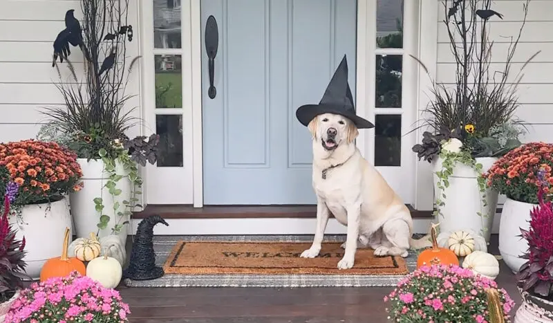 A Labrador wearing a witch hat sits on a porch decorated with autumn flowers, pumpkins, and Halloween decorations.