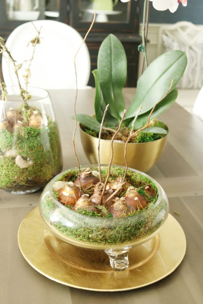 Planting Bulbs Indoor Containers Darling Darleen A Lifestyle Design Blog