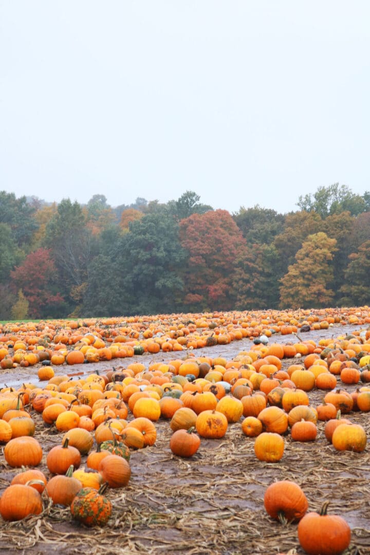 Your Guide to the Best Fall Activities Near Fairfield County, Connecticut in the month of October from pumpkin patches to haunted houses! A sprawling pumpkin patch with numerous orange pumpkins on the ground, surrounded by trees with autumn foliage.