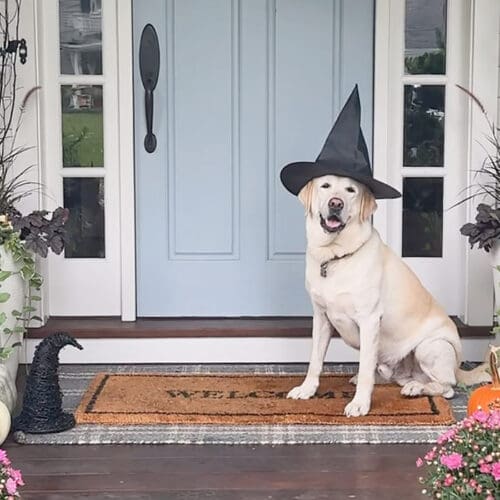 Transform Your Home into a Witch’s Haven!