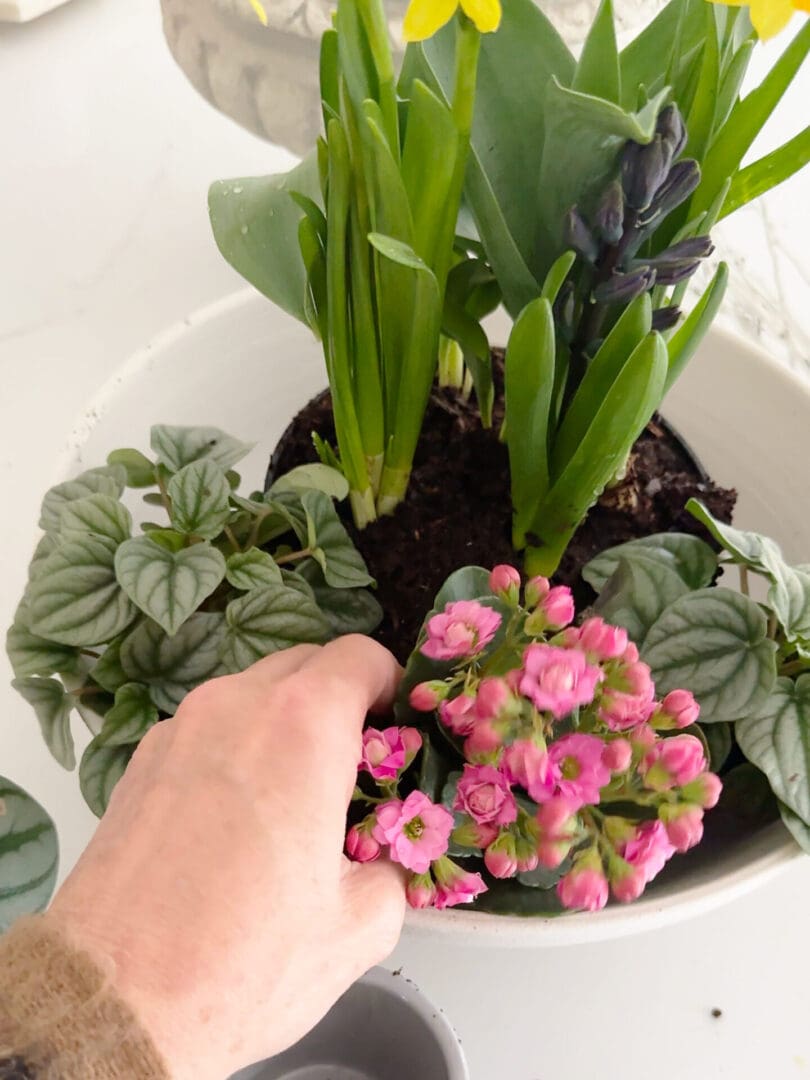 A hand tends to a potted arrangement of pink flowers and green leaves beside blooming yellow flowers. The pot is placed on a light surface.