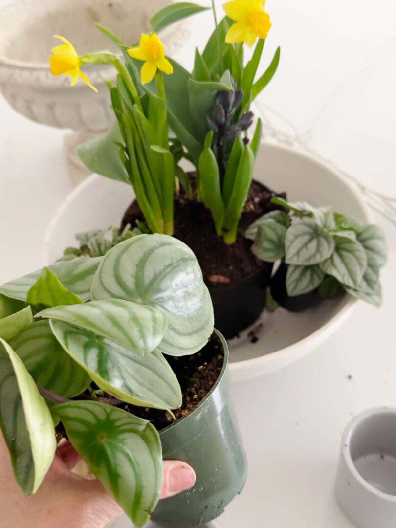 A hand holding a small pot with a plant featuring round, striped leaves. In the background, a larger white pot contains yellow flowers and other greenery.